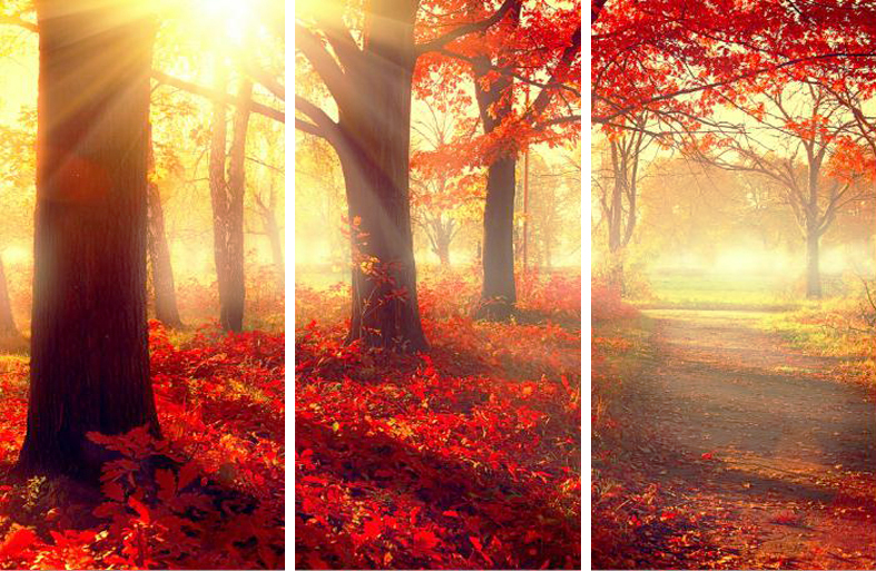MF028 Wall décor art photographic on canvas nature tree trunks set 0f 3